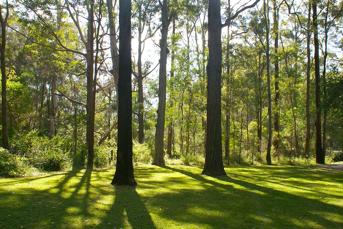 outdoor-tamborine-national-park-cedar-creek-section