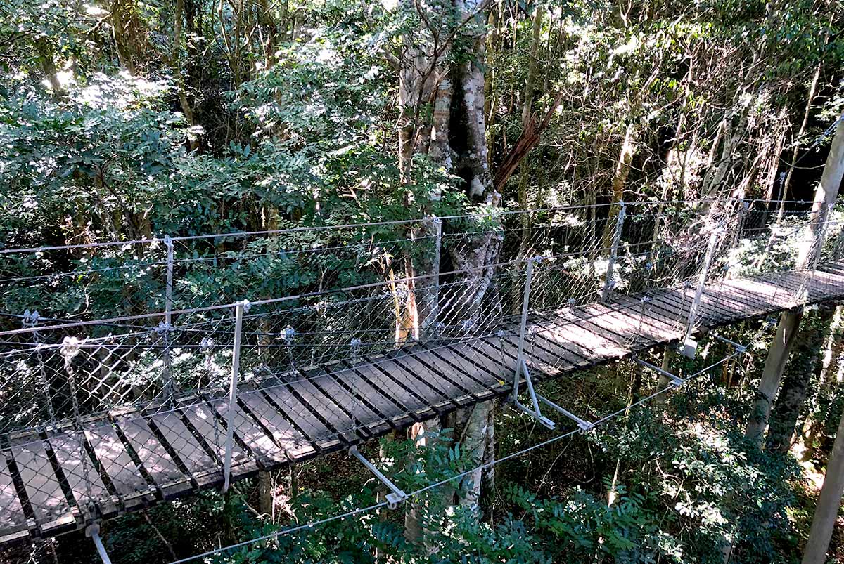 ラミントン国立公園のオライリーズ