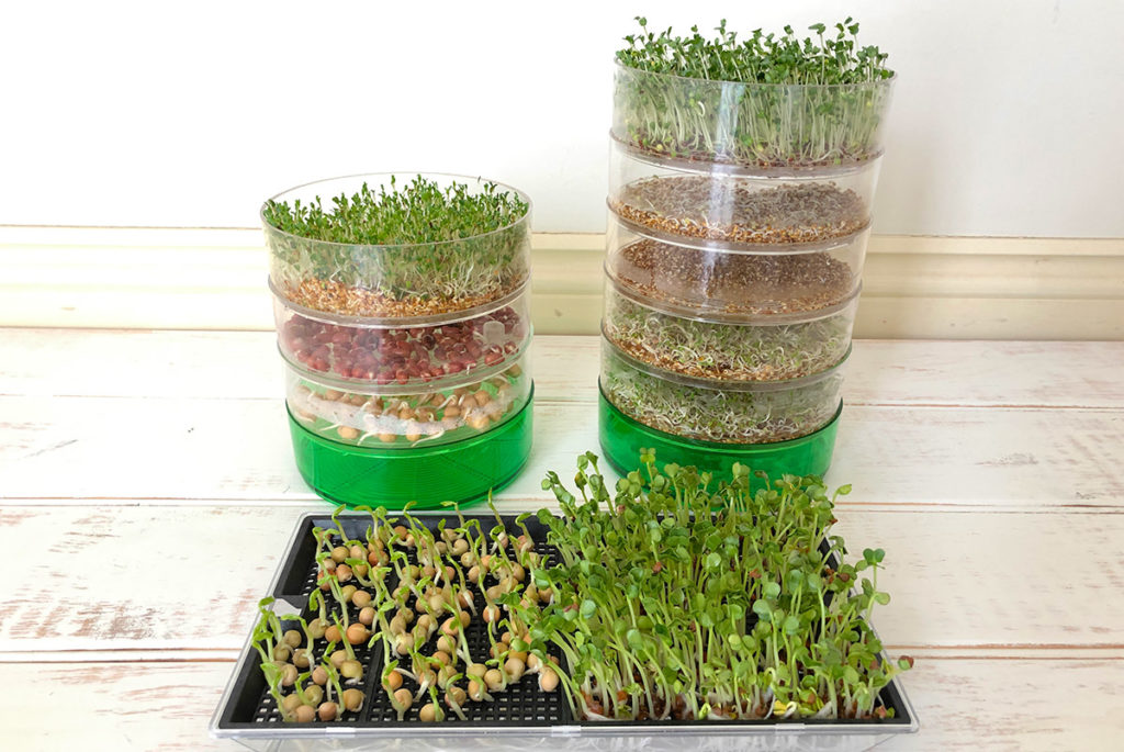 キッチン菜園 栄養たっぷり スプラウトを育てる方法 種と容器を準備する Lifestylenotes Com Au