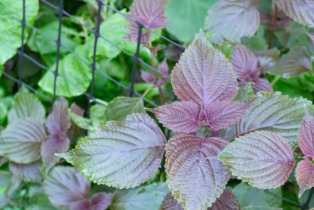 庭の紫蘇