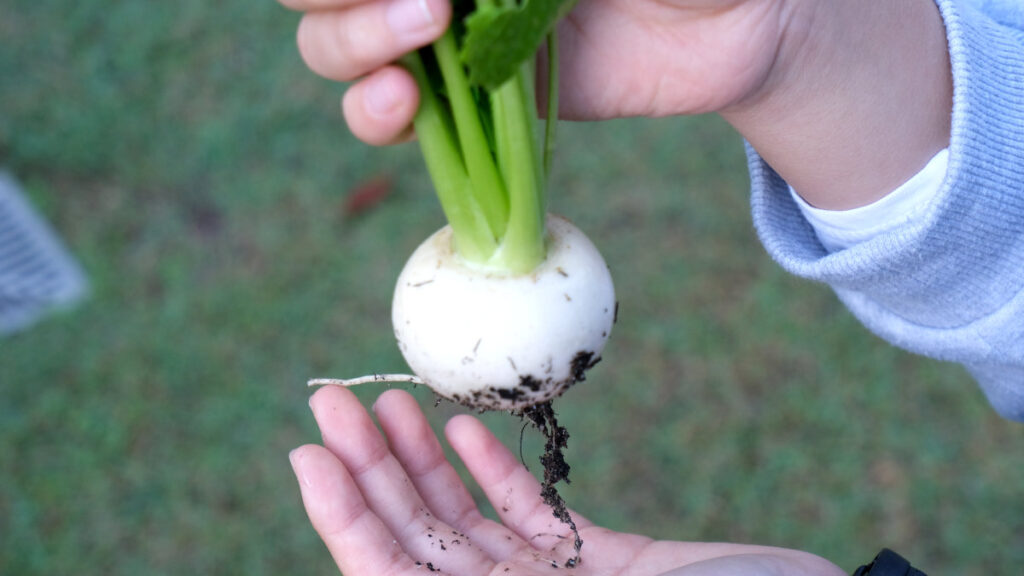 庭で日本のカブを収穫