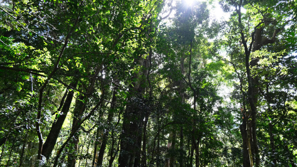 ゴールドコースト観光ラミントン国立公園のオライリーズ