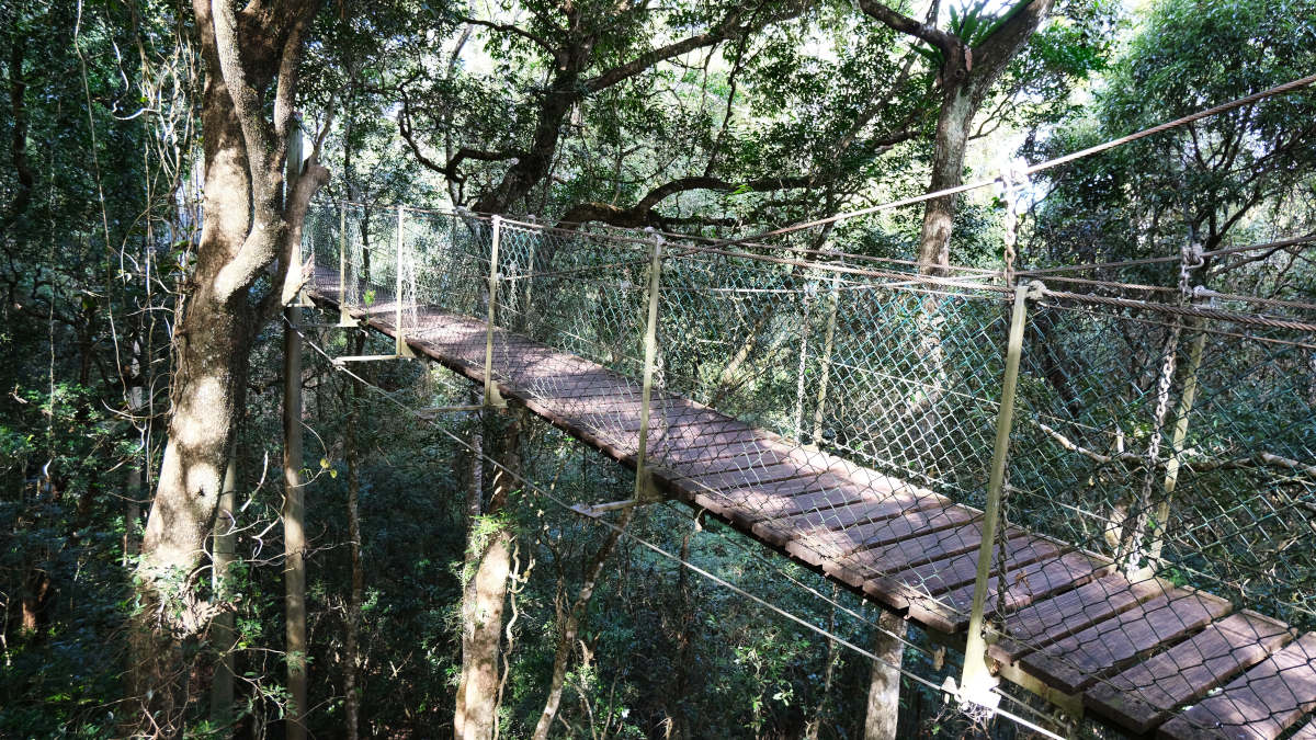 ゴールドコースト観光ラミントン国立公園のオライリーズ